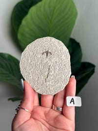 Image 1 of CHOOSE YOUR OWN FOSSILIZED FLY