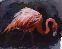 Flamingo 