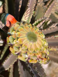 Image 1 of winter cactus bloom