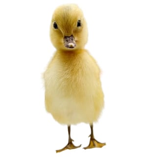 Image of Taxidermy Duckling Pre Order 