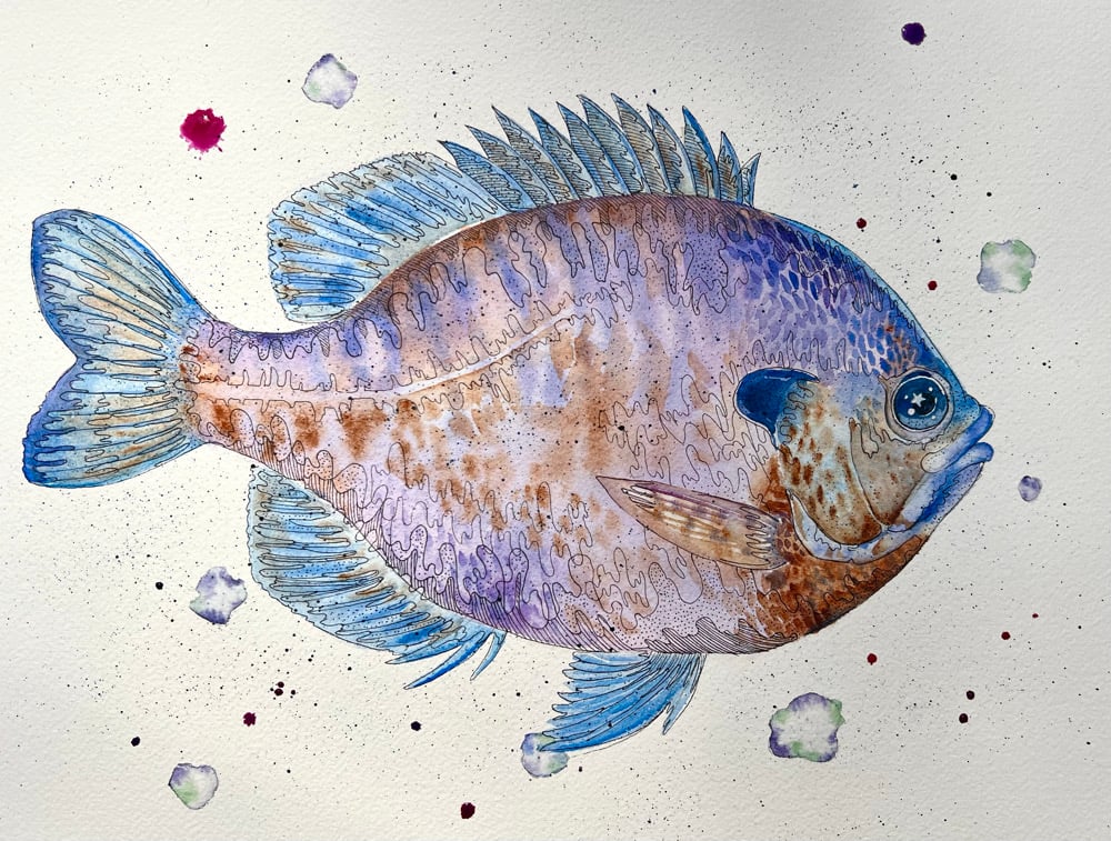 Image of Blue Gill