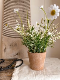 Image 1 of Wildflower in Terracotta Pot