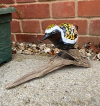 Image 4 of Golden Plover