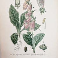 Image 3 of Planche De Botanique Colorée 