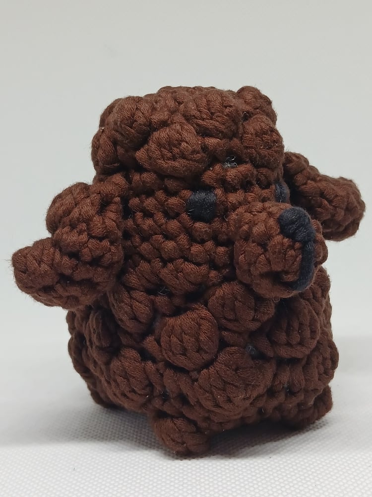 Image of Toy Poodle 