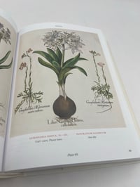 Image 2 of Basilius Besler. Florilegium. The Book of Plants