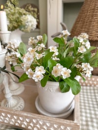Image 2 of Dainty Forget-Me-Not Posy ( 6 Sprays )
