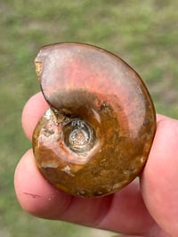 Image 9 of Rainbow Iridescent Ammonite Shell Fossil #2635