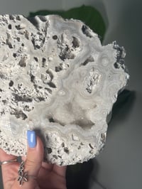 Image 5 of XL AGATIZED CORAL SLAB -FLORIDA- A