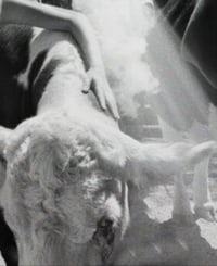 Image 5 of Pet / Companion : Reiki / Animal Communication
