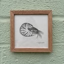 Image 1 of £50 originals - Nautilus, pointillism