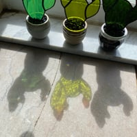 Image 7 of Opuntia Cactus