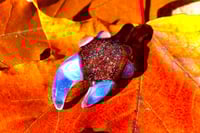 Image 2 of DragonsBlood SpaceKey