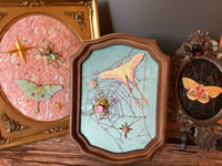 Image 1 of Moths Collection