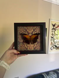 Image 1 of Orion Cecropian Frame