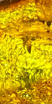 Image 3 of Tiny dancer In Baltic Amber 