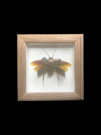 Image 2 of periplanta americana mini frame