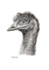 'Erin' the Emu Fine Art Print 