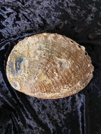Image 4 of Extra Large Abalone Shell 