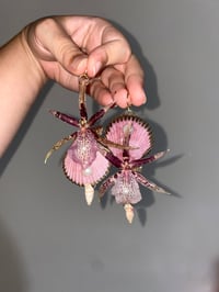 Image 3 of 🐚🌺Brassia Spider Seashells🌺🐚