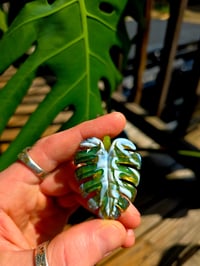 Image 3 of Variegated monstera pendant (uv reactive) 