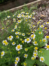 Chamomile Infused Oil
