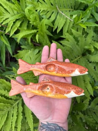 Brown Trout 