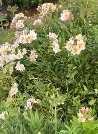 Image 2 of Alstromeria Summer Sky - bare root