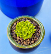 Image 2 of Fused Glass Moss Green Baby Succulent in pot