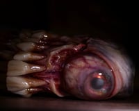 Image 21 of The Monstrous - collectible Clipper Lighter Sleeve