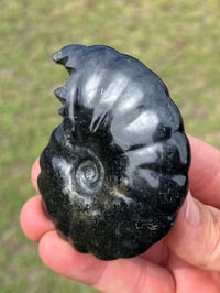 Image 3 of Black Ammonite Fossil With Pyrite #2634
