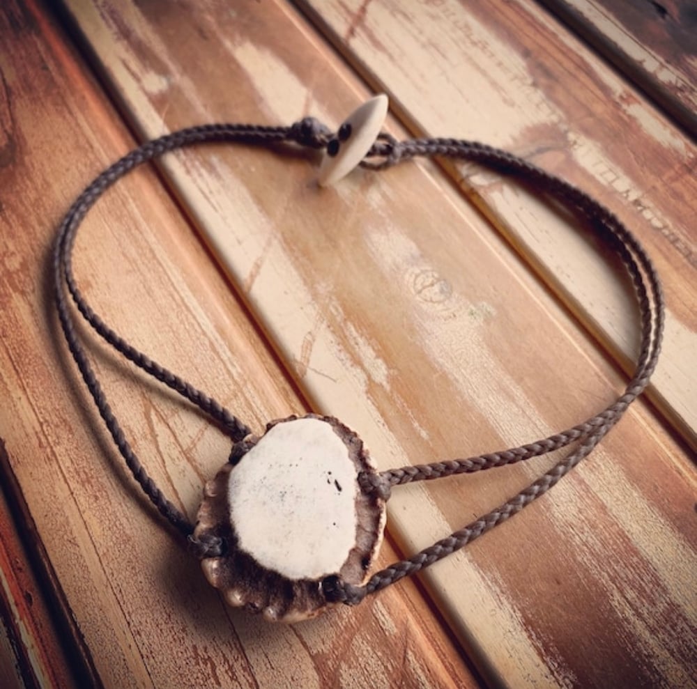 Image of Axis deer antler shed crown choker