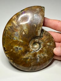 Image 9 of Large Purple Iridescent Ammonite Fossil #2443