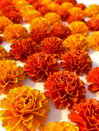 Image 1 of MARIGOLD / CEMPASCUCHIL TEMPLATE