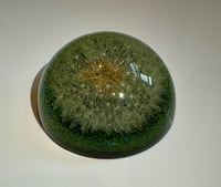Image 1 of Colin Christian Handpicked Dandelion in Resin, small