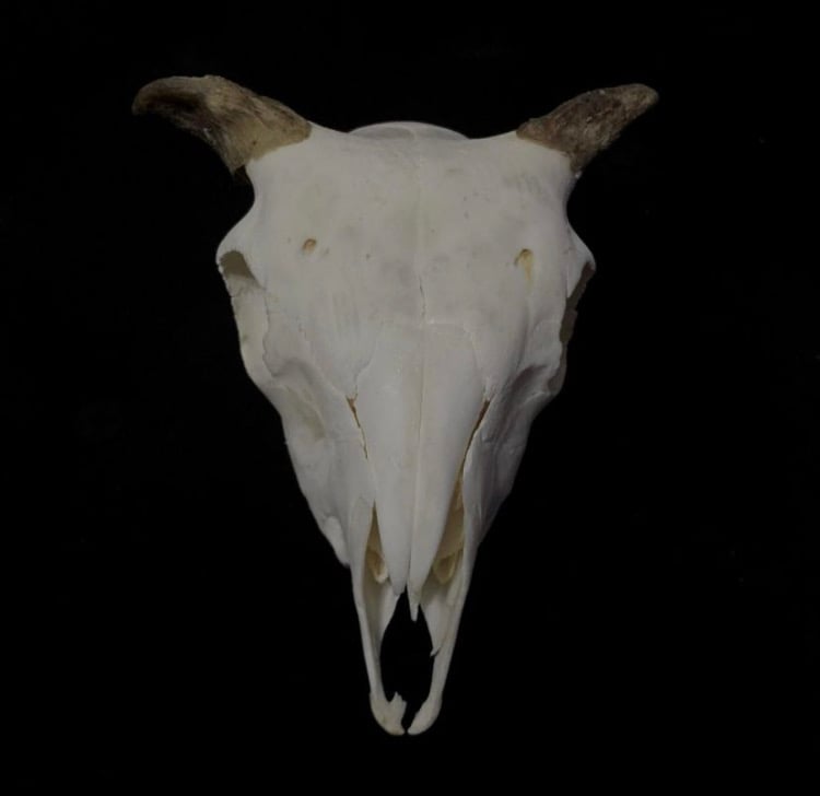 Image of Goat Skull