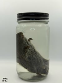 Image 5 of Vole (Microtus pennsylvanicus) Wet Specimen