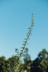 Image 1 of White Sage