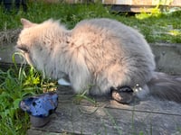 Image 6 of Mushaboo - Merrymoss