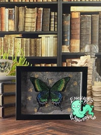 Image 2 of Faux Entomology Mounts - Alpine Black Swallowtail