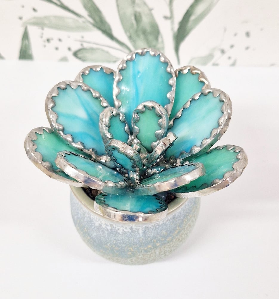 Image of Stained Glass Rounded Leaf Succulent 