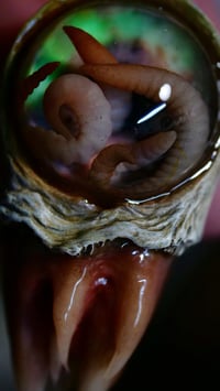 Image 8 of Nebula Hatchling Snaggletooth Pendant - Handmade,  2" OOAK