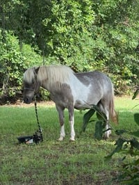Image 9 of Boo At The Zoo, horse rides, pumpkin painting, hay rides, MORE!