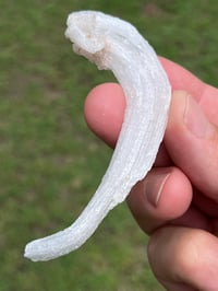Image 7 of Rams Horn Selenite, Gypsum Specimen | Guizhou China #2867