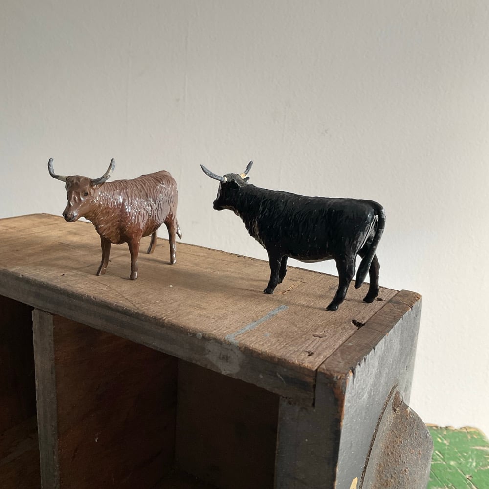 Image of Highland Cows