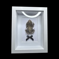 Image 2 of mummified cane toad frame
