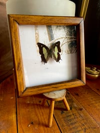 Image 1 of Snowy butterfly box 