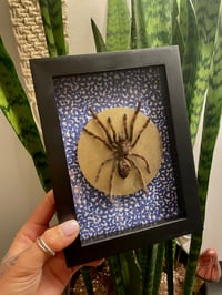 Tarantula Box 