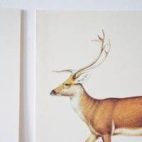 Image 5 of Planches De Bestiaire Du Muséum D'histoire Naturelle -