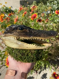 Image 1 of Alligator Head